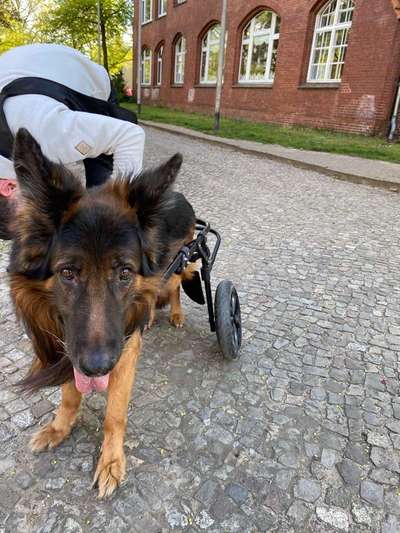 Hunde mit Rollis-Beitrag-Bild