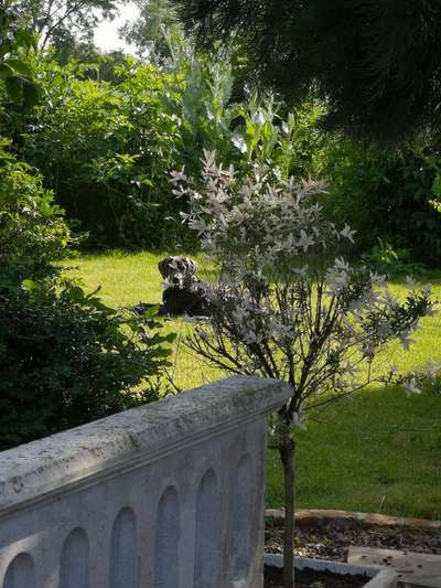 Die Dogorama Monats Challenge "Es grünt und blüht"-Beitrag-Bild