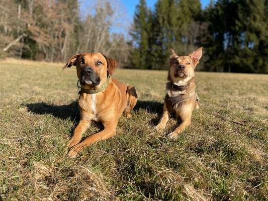 Mischlinge raten - Rätselspaß-Beitrag-Bild