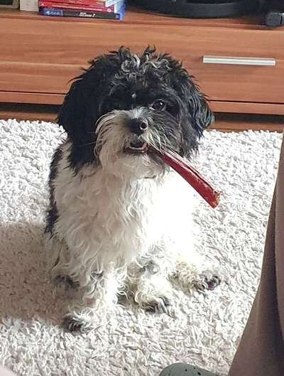 Wie heißt dein Hund?-Beitrag-Bild