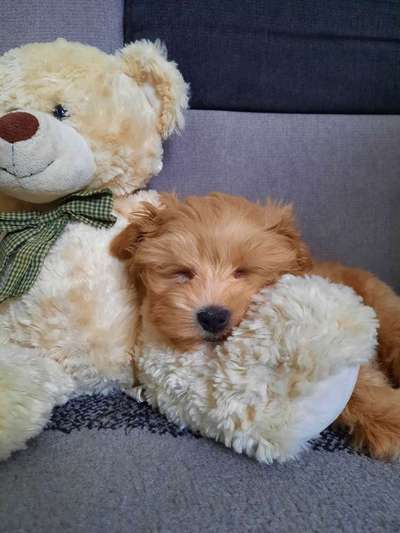 Welpen Bilder !-Beitrag-Bild