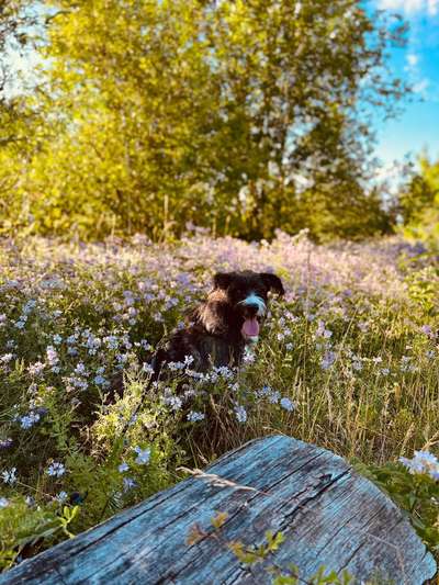 5. Hund im hohen Gras-Beitrag-Bild