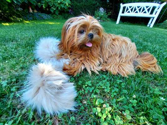 Dogorama Photo Challenge - Portrait-Beitrag-Bild