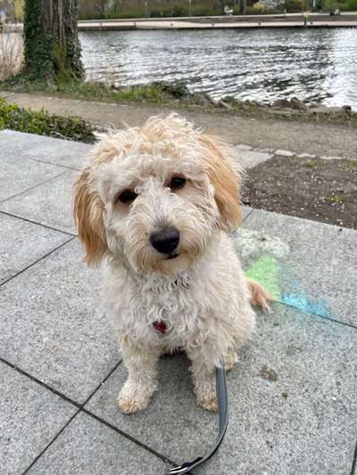 Tierschutzhund ist meine Lieblingsrasse-Beitrag-Bild