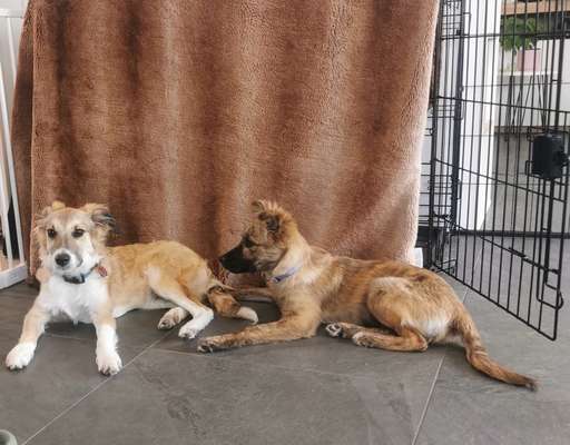 Hundetreffen-Wir suchen Hundefreunde und Spielpartner :)-Bild