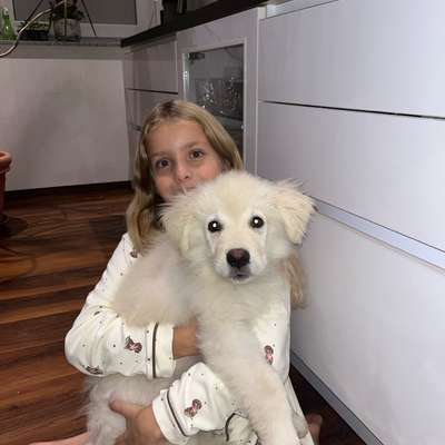 Germanischer Bärenhund-Beitrag-Bild
