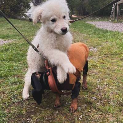 Germanischer Bärenhund-Beitrag-Bild