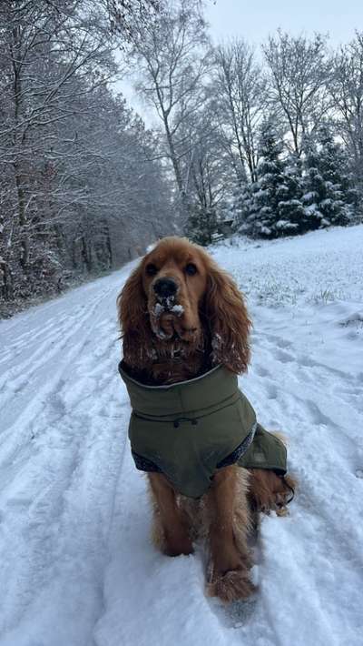 Hundetreffen-Junghunde zum spielen und Gassi gehen gesucht-Bild