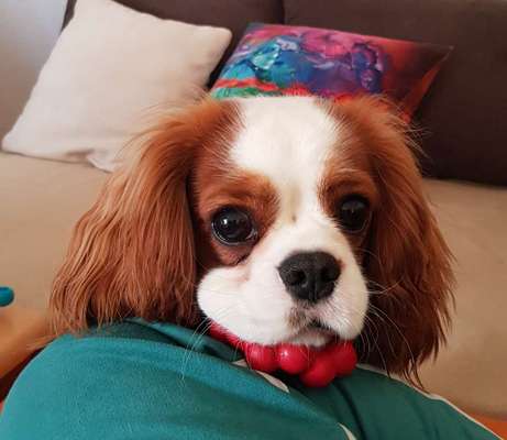 Cavalier King Charles Spaniel?-Beitrag-Bild
