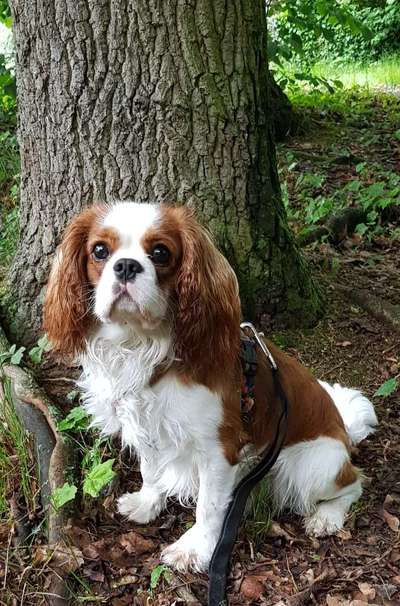 Cavalier King Charles Spaniel?-Beitrag-Bild