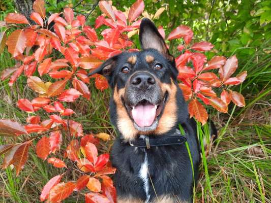 Schäferhund-Beitrag-Bild