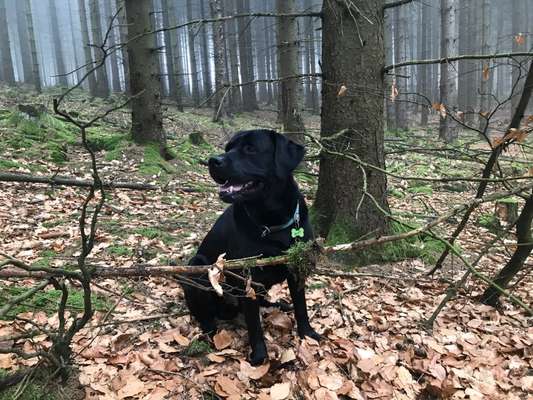 Foto -Challenge  Thema : Dein Hund Im Wald-Beitrag-Bild