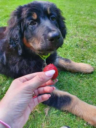 Hundetreffen-Playdate with Holly-Bild