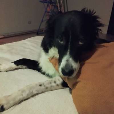 Hundetreffen-Holly sucht Spiel und Gassi Freunde..-Bild