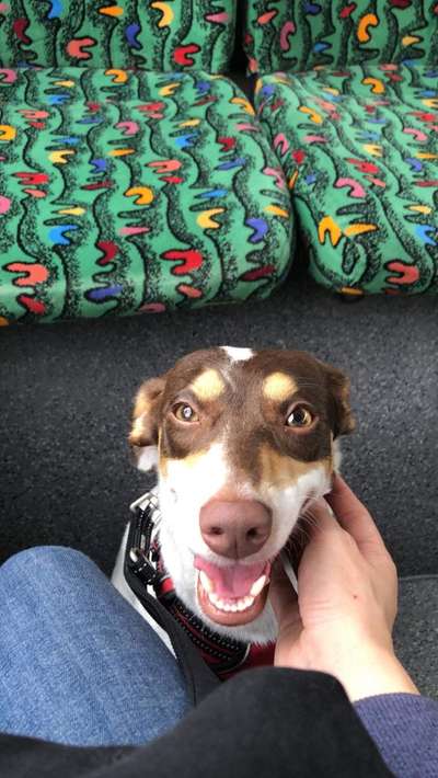 Die Dogorama Wochen Challenge-Beitrag-Bild