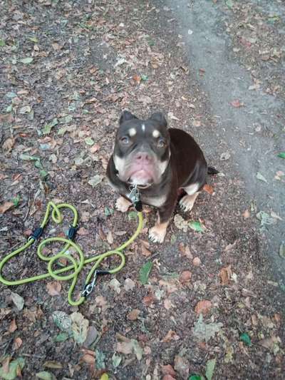 Olde English Bulldogge-Beitrag-Bild