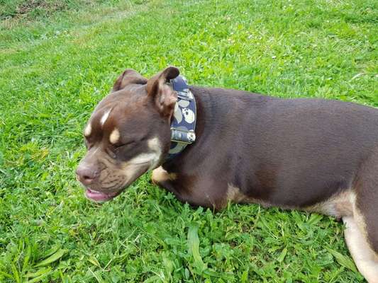 Wie heißt dein Hund?-Beitrag-Bild