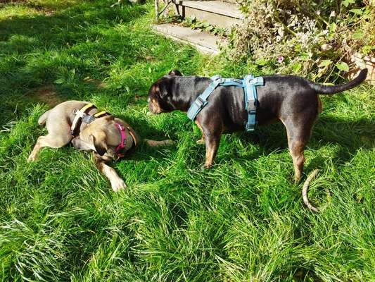 Tierschutzhunde suchen ein Zuhause-Beitrag-Bild