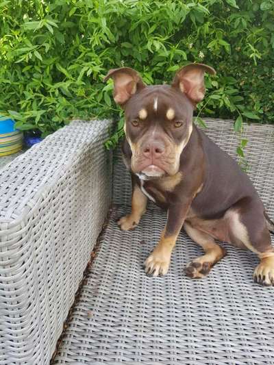 Olde English Bulldogge-Beitrag-Bild