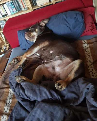 Olde English Bulldogge-Beitrag-Bild