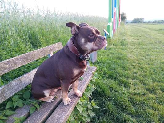 Olde English Bulldogge-Beitrag-Bild