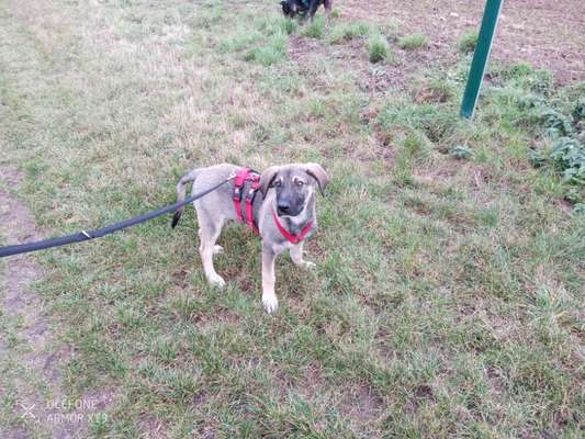 Tierschutzhunde suchen ein Zuhause-Beitrag-Bild