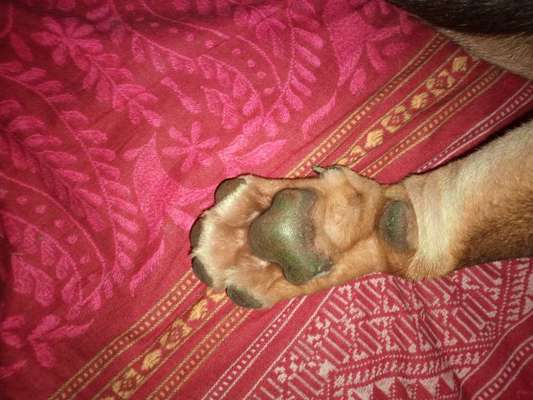 Zeigt her eure Pfoten!-Beitrag-Bild