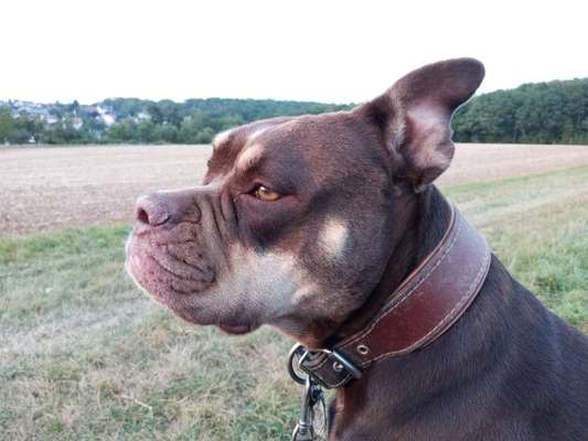 Olde English Bulldogge-Beitrag-Bild