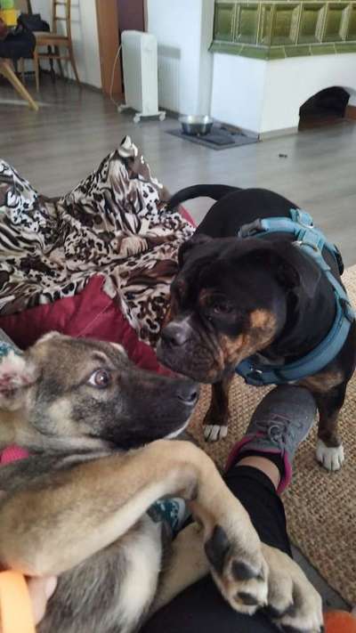 Tierschutzhunde suchen ein Zuhause-Beitrag-Bild