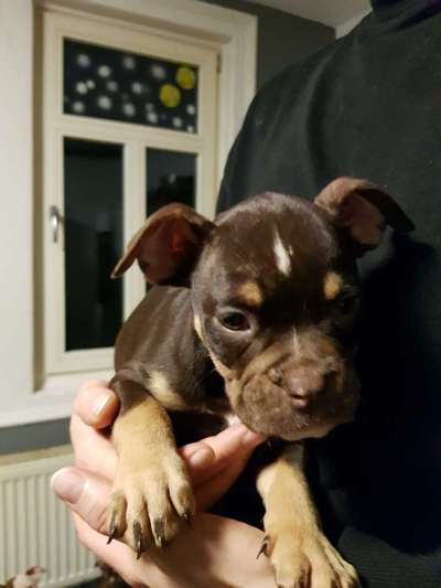 Das erste Bild eures Hundes-Beitrag-Bild