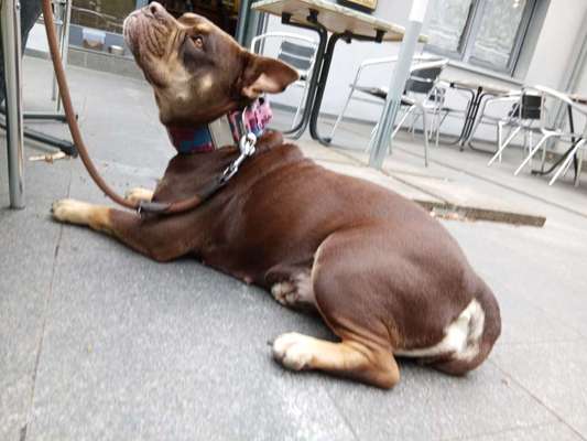 Olde English Bulldogge-Beitrag-Bild