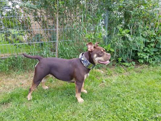 Olde English Bulldogge-Beitrag-Bild