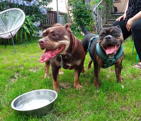 Olde English Bulldogge-Beitrag-Bild