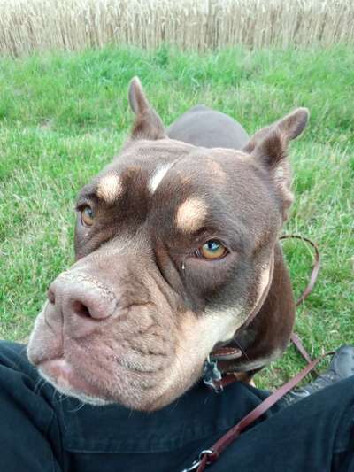 Umfrage zur relativen Schnauzenlänge-Beitrag-Bild