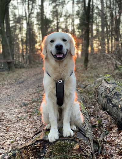 Dogorama Photo Challenge - Einmal lächeln bitte-Beitrag-Bild