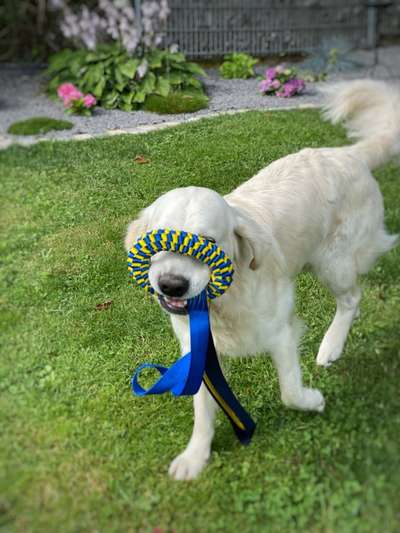 Dogorama Photo Challenge - Apportieren-Beitrag-Bild