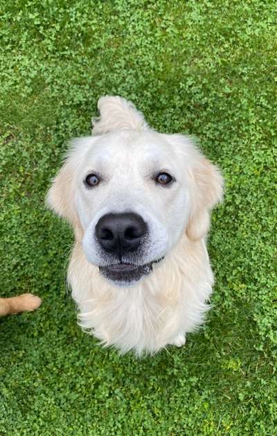 Die Dogorama Kalender Challenge Titelbild-Beitrag-Bild