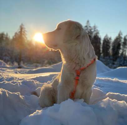 Fotochallenge 61 ~ Schnee-Beitrag-Bild