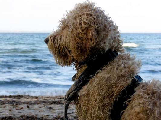 Dogorama Foto Challenge - Wanderziel-Beitrag-Bild