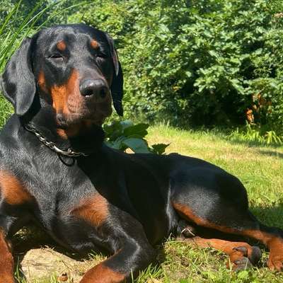 Hundetreffen-Spielrunde-Bild