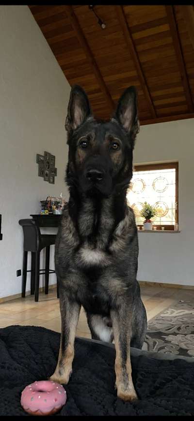 Schäferhund-Beitrag-Bild