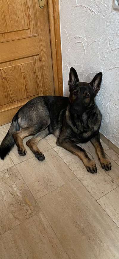 Schäferhund-Beitrag-Bild