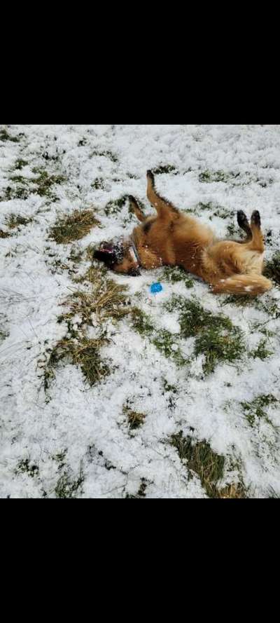 Dogorama Photo Challenge - Wälzen-Beitrag-Bild