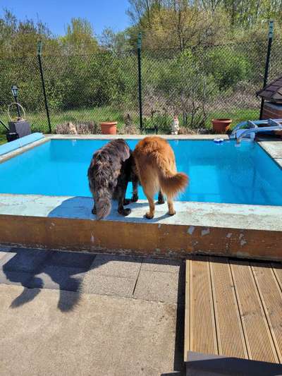 43. Collage Challenge - Schattenspiele-Beitrag-Bild