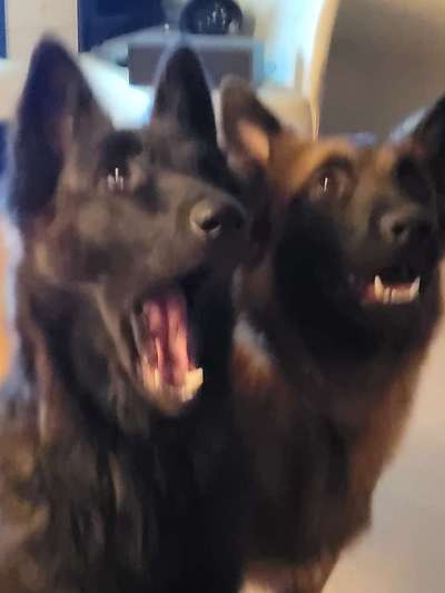 Dogorama Photo Challenge - Fail/Outtakes-Beitrag-Bild