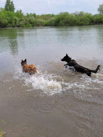 Dogorama Photo Challenge - Wasserspiele-Beitrag-Bild