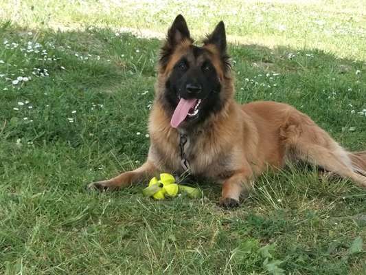 Zeigt her eure Junghunde :)-Beitrag-Bild