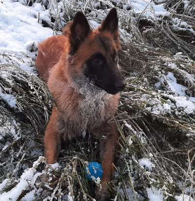 Dogorama Photo Challenge - Winterstimmung-Beitrag-Bild