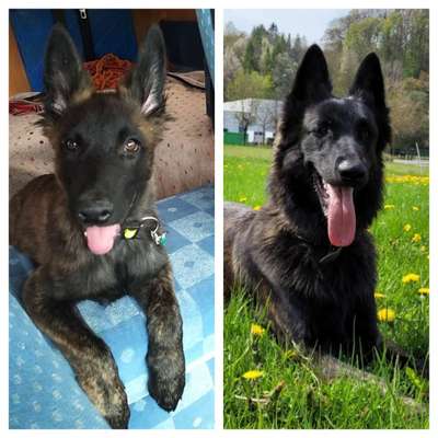 Vom Welpen zum Hund-Beitrag-Bild