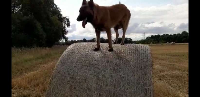 Dogorama Foto Challenge - Dämmerung-Beitrag-Bild